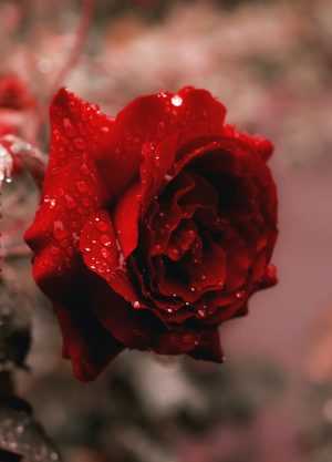 4K Rose Wallpaper 4K Rose Wallpaper