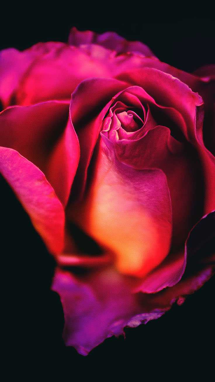 Rose Wallpaper - iXpap