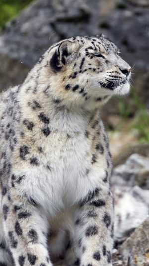 Snow Leopard Background