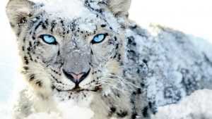 Desktop Snow Leopard Wallpaper