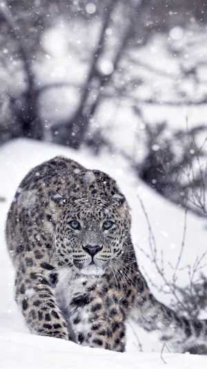 4K Snow Leopard Wallpaper