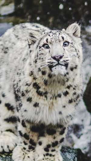 Snow Leopard Wallpaper