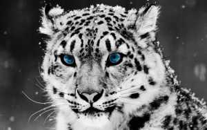 Snow Leopard Wallpaper Desktop