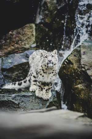 HD Snow Leopard Wallpaper