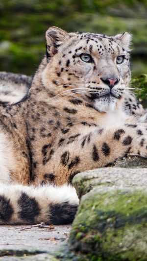 HD Snow Leopard Wallpaper