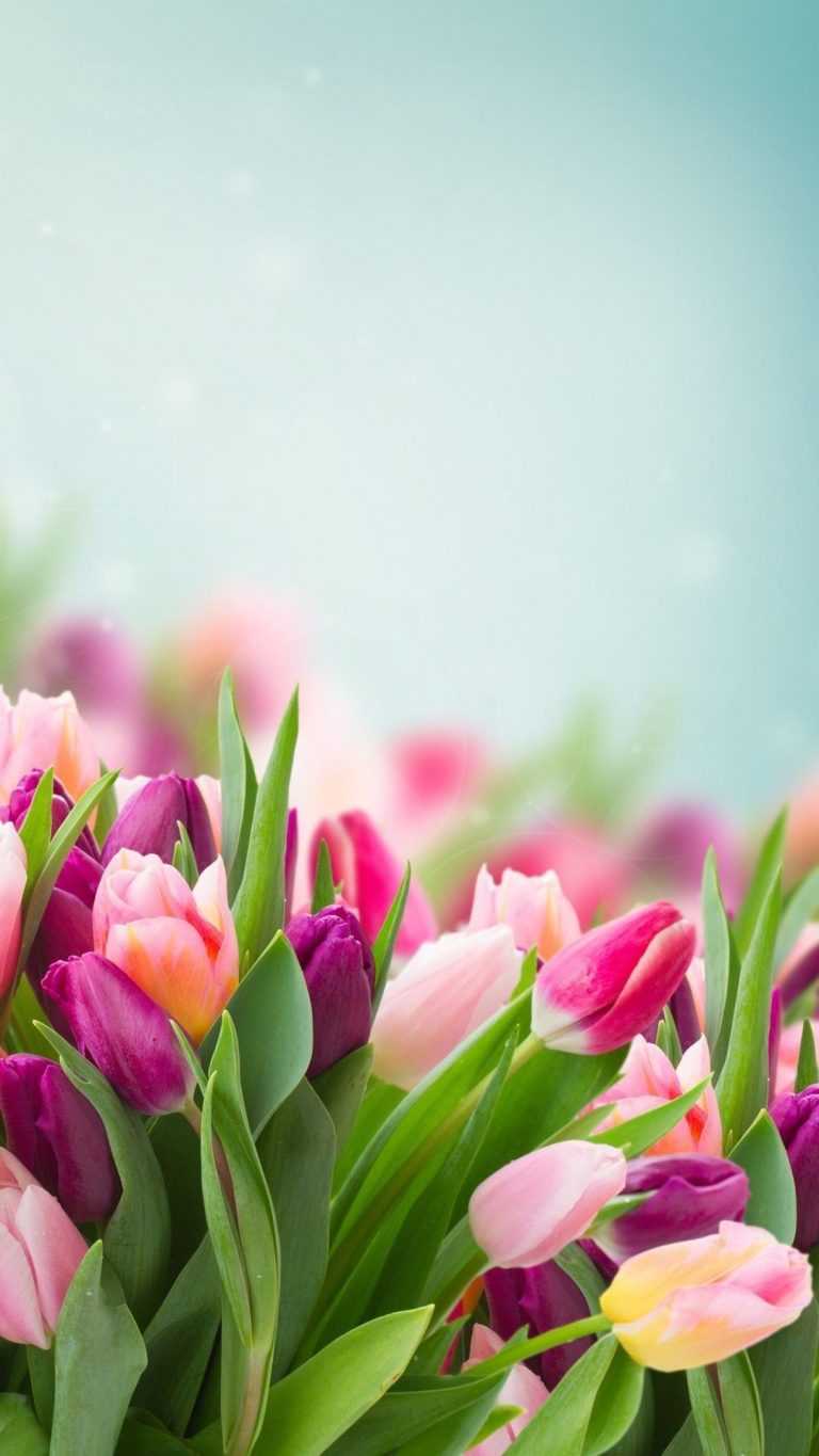 Nice Spring Wallpapers Spring Wallpaper - iXpap