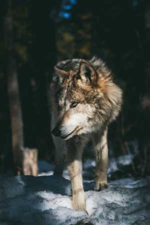 Wolf Wallpaper Wolf Wallpaper