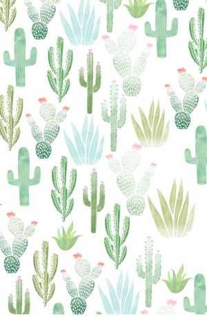 HD Cactus Wallpaper
