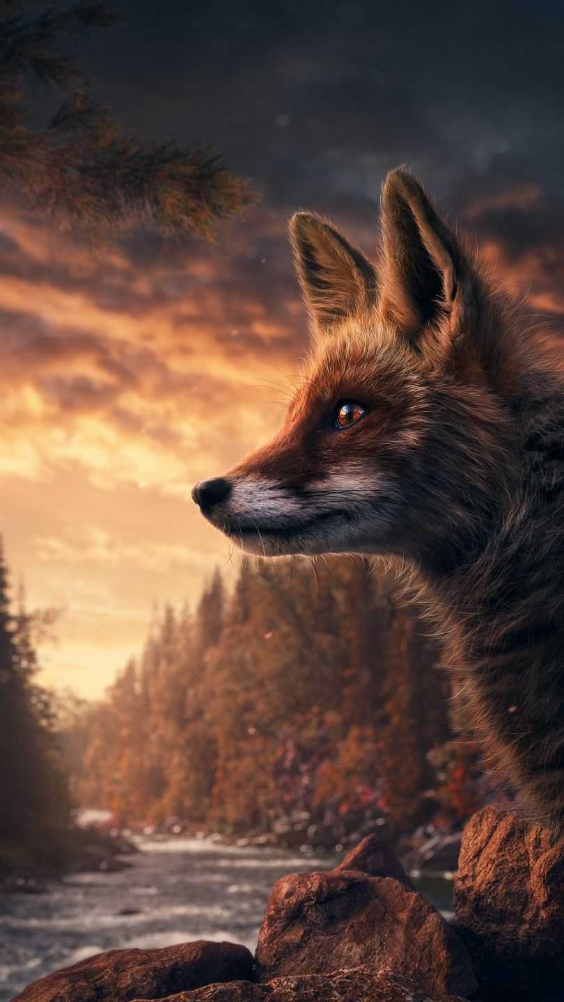 Fox Background 4K Wallpaper iPhone HD Phone #190i