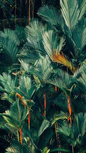 Jungle Wallpaper