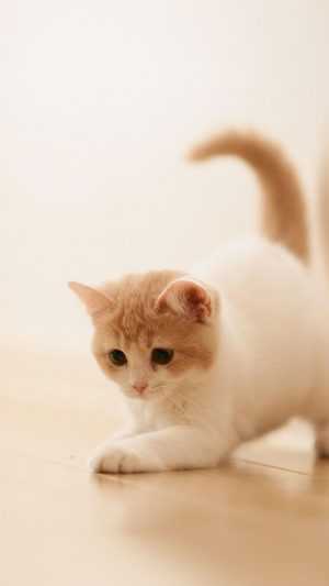 Cat Wallpaper Cat Wallpaper