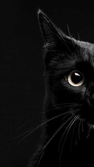 Cat Wallpaper Cat Wallpaper