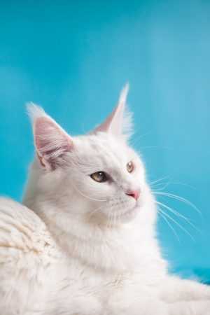 4K Cat Wallpaper 4K Cat Wallpaper