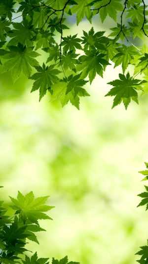 Green Wallpaper