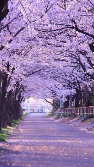 HD Sakura Wallpaper