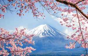 Desktop Sakura Wallpaper