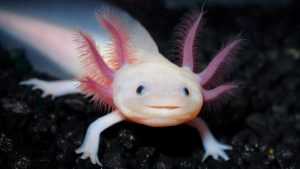 Desktop Axolotl Wallpaper