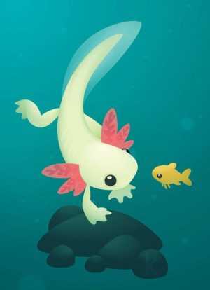 HD Axolotl Wallpaper HD Axolotl Wallpaper