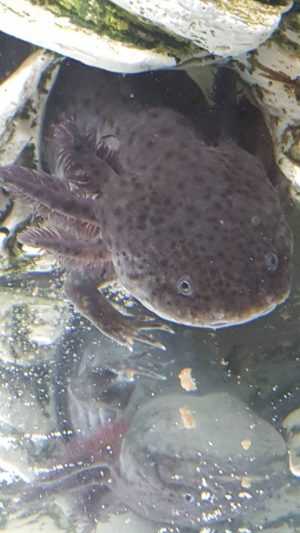 Axolotl Background