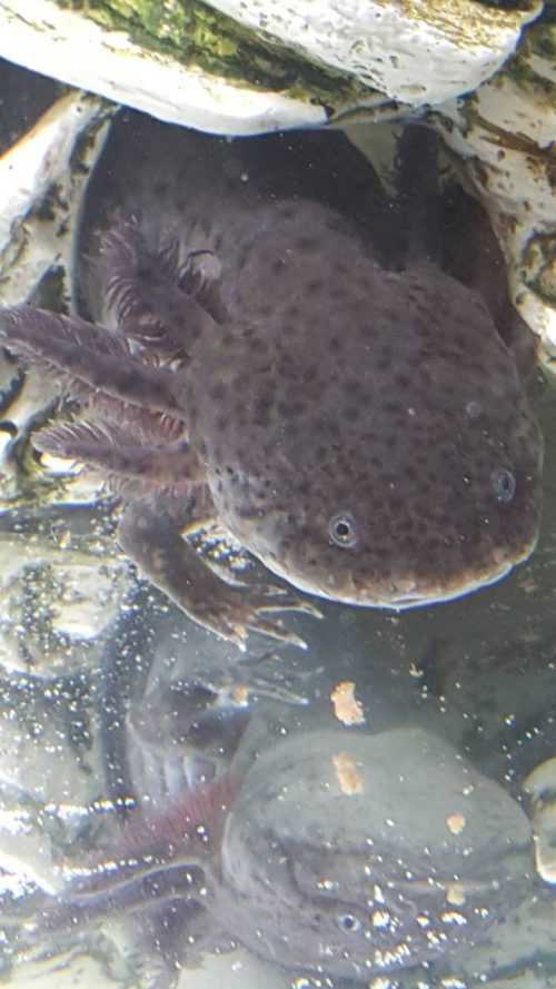 4K Axolotl Wallpaper - iXpap