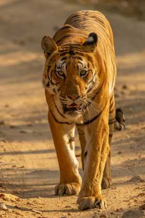 Tiger Wallpaper Tiger Wallpaper