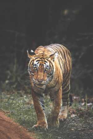 Tiger Background