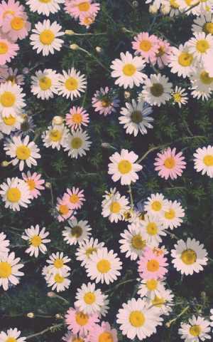 HD Flower Wallpaper