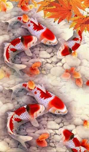 Koi Fish Wallpaper