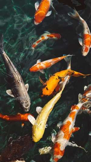 Koi Fish Wallpaper