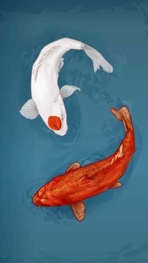 Koi Fish Wallpapers