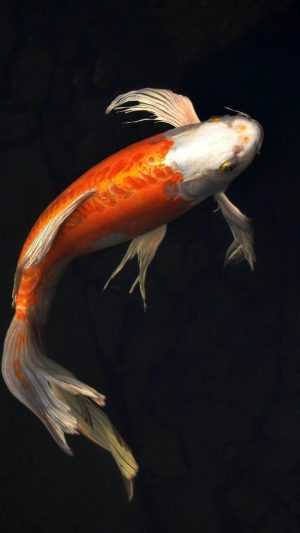 Koi Fish Wallpapers