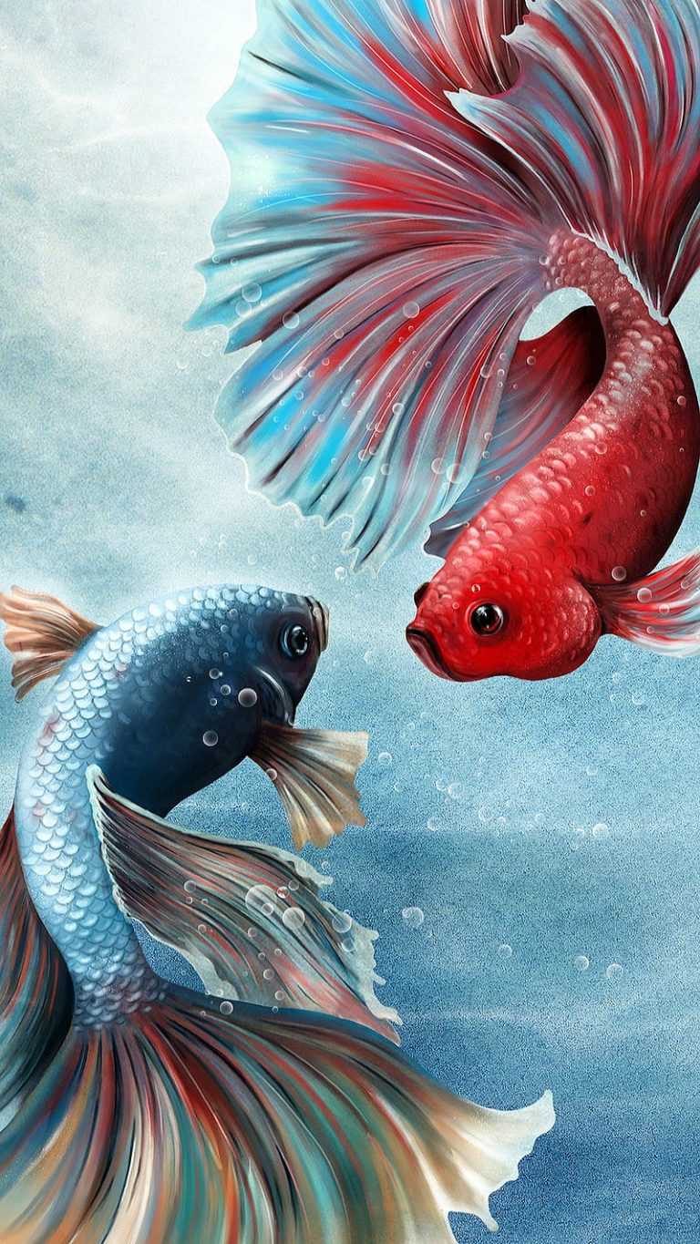 koi-wallpapers-ixpap
