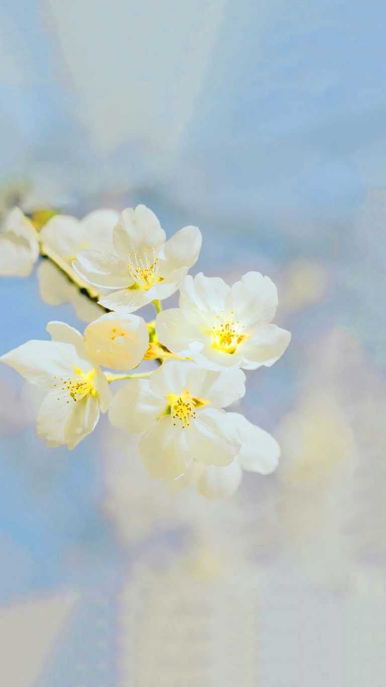 Wallpaper White Lotus iXpap