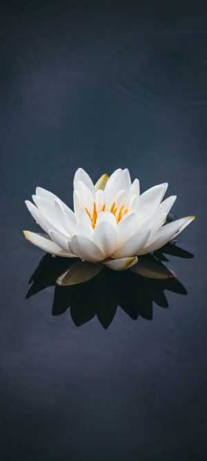 White Lotus Wallpaper