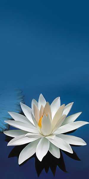 White Lotus Wallpaper