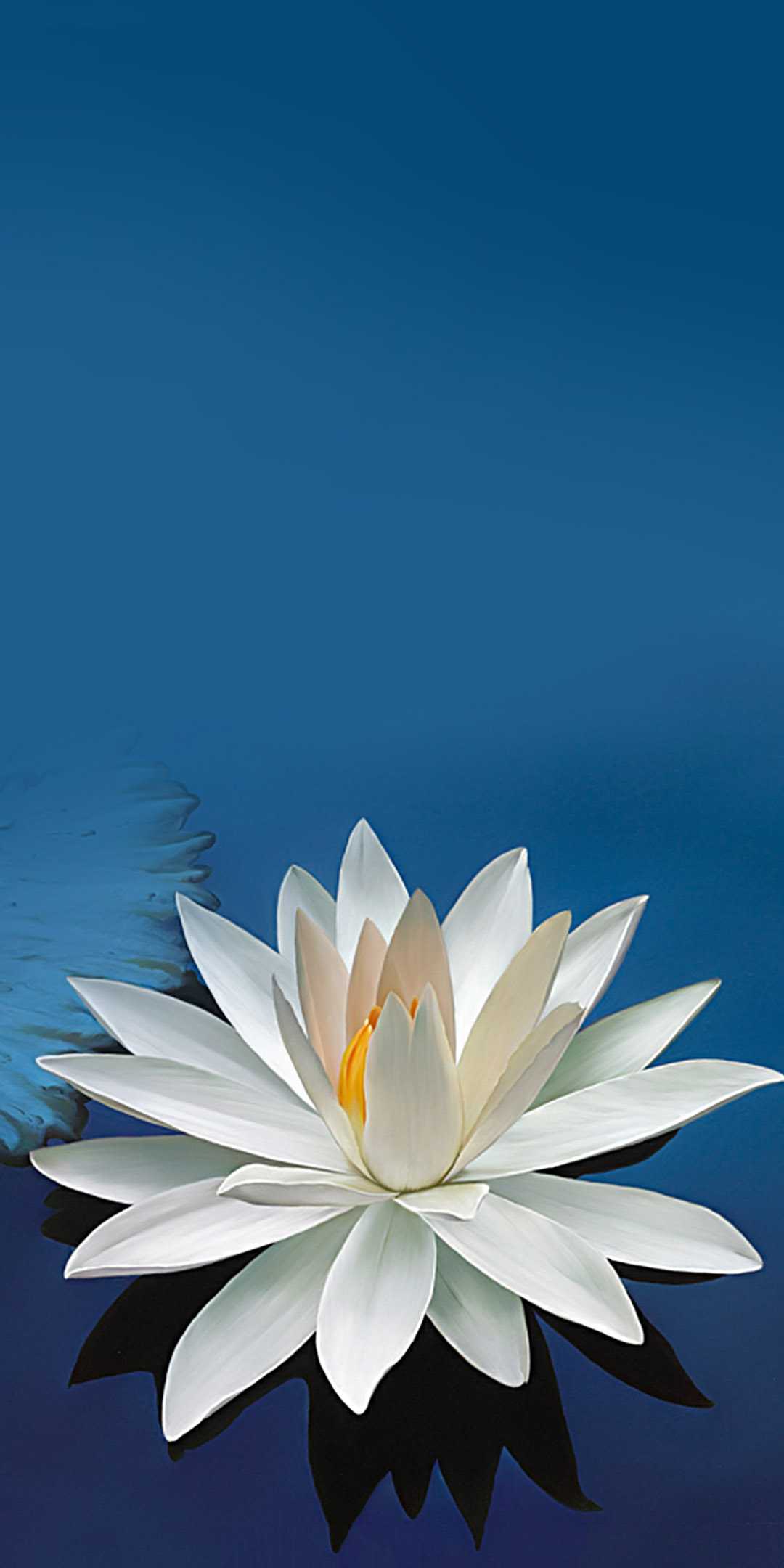 White Lotus Wallpaper - iXpap