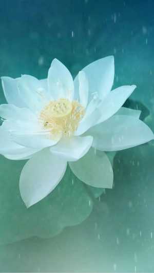 White Lotus Wallpaper