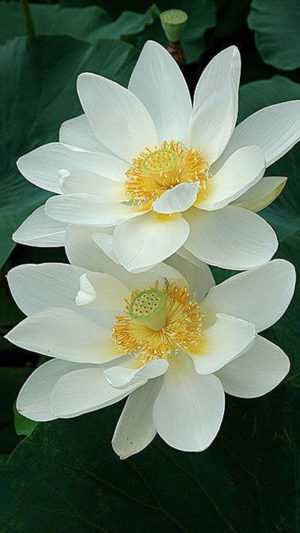 White Lotus Wallpaper