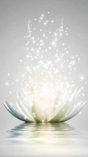 White Lotus Wallpaper