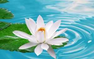 White Lotus Wallpaper