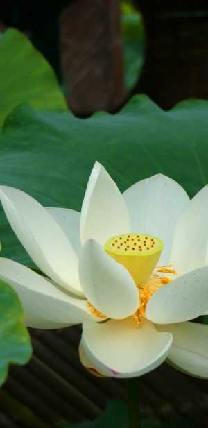 White Lotus Wallpaper