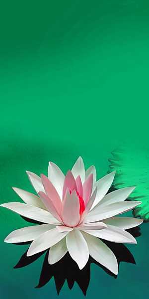 White Lotus Wallpaper