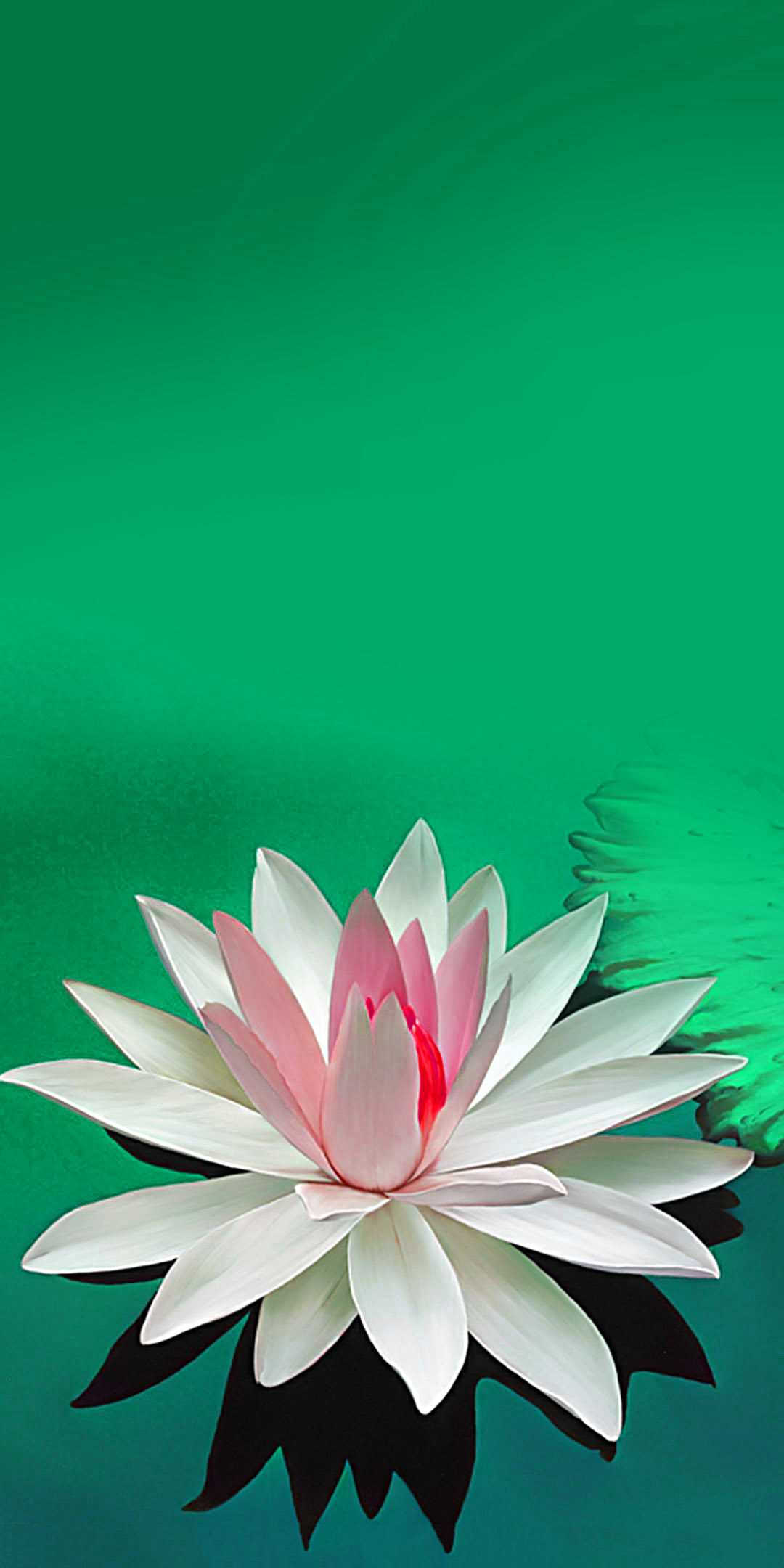 White Lotus Wallpaper - iXpap