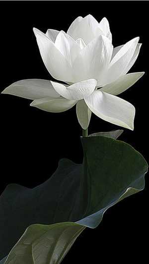 White Lotus Wallpaper