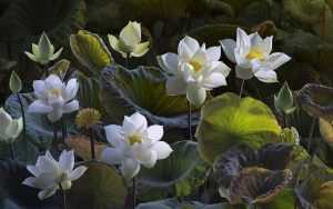 White Lotus Wallpaper