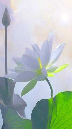 White Lotus Wallpaper