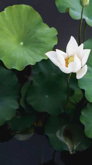 White Lotus Wallpaper