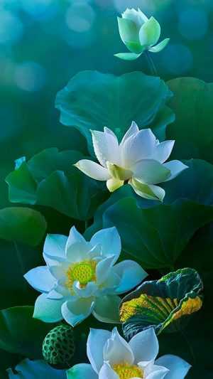 White Lotus Wallpaper