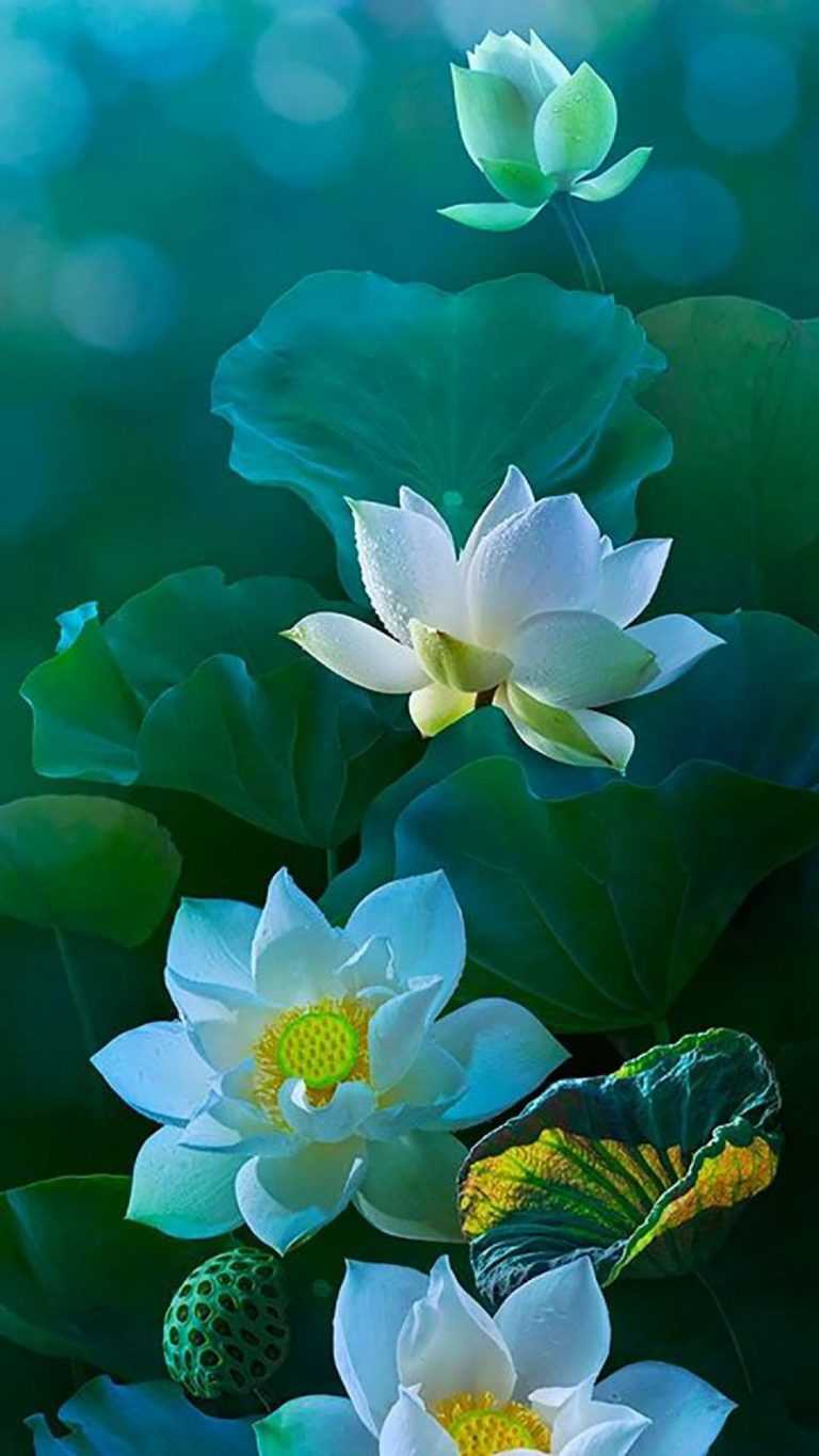 White Lotus Wallpaper iXpap