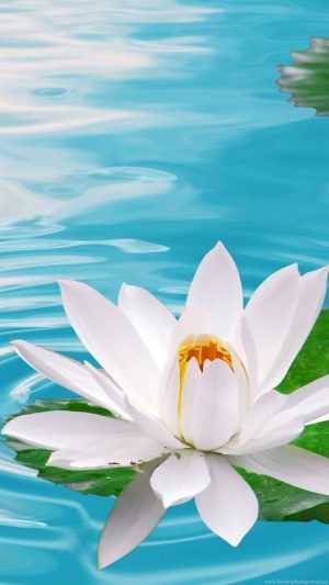 White Lotus Wallpaper